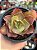Echeveria suyon variegata M - Imagem 1