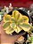 Echeveria suyon variegata (importada) - Imagem 1