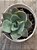 Echeveria lavender girl - Imagem 3