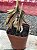 Euphorbia francoisi (bonsai) - Imagem 2