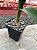 Albuca bracteata - Imagem 2