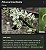 Albuca bracteata - Imagem 3