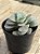 Crassula morgan’s beauty - Imagem 3
