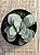 Crassula morgan’s beauty - Imagem 4