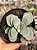 Crassula morgan’s beauty - Imagem 1