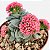 Crassula morgan’s beauty - Imagem 3