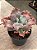 Echeveria kilauea G - Imagem 2