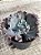 Echeveria kilauea G (sem raiz) - Imagem 3