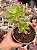 Aeonium híbrido (arvoreta) - Imagem 1