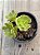 Aeonium híbrido (arvoreta) - Imagem 3