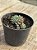 Echeveria setosa var. diminuta - Imagem 2