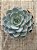 Echeveria subsessilis - Imagem 3