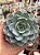 Echeveria subsessilis - Imagem 1
