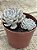 Echeveria subsessilis - Imagem 2