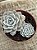 Echeveria subsessilis - Imagem 3