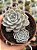 Echeveria subsessilis - Imagem 1