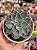 Echeveria leopoldina - Imagem 1