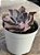 Echeveria leopoldina - Imagem 2