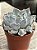 Echeveria thriller pearl - Imagem 2