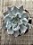 Echeveria thriller pearl - Imagem 3