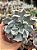 Echeveria thriller pearl - Imagem 1