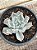 Echeveria thriller pearl - Imagem 1