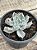 Echeveria thriller pearl - Imagem 2