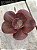 Echeveria Japão x mahogany - Imagem 2