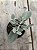Kalanchoe bracteata (colher de prata) - Imagem 1