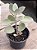 Kalanchoe bracteata (colher de prata) - Imagem 2