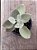 Kalanchoe bracteata (colher de prata) - Imagem 3