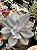 Echeveria pink trumpet reversa - Imagem 2