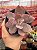 Echeveria pink trumpet reversa - Imagem 1