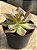 Echeveria pink trumpet reversa - Imagem 2