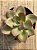 Echeveria pink trumpet reversa - Imagem 3