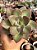 Echeveria pink trumpet reversa - Imagem 1