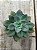 Echeveria pink trumpet reversa - Imagem 1