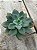 Echeveria pink trumpet reversa - Imagem 2
