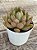 Echeveria costonari - Imagem 3