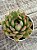 Echeveria costonari - Imagem 2