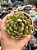 Echeveria costonari - Imagem 1