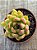 Echeveria costonari - Imagem 3