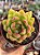 Echeveria costonari - Imagem 1
