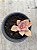Graptoveria douglas huth - Imagem 1
