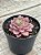 Echeveria brisa - Imagem 2