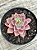 Echeveria brisa - Imagem 3