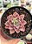 Echeveria brisa - Imagem 1