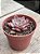 Echeveria brisa - Imagem 2
