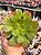 Aeonium arboreum - Imagem 1