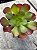 Aeonium arboreum folhas largas - Imagem 2